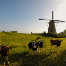 A typical Dutch scene.