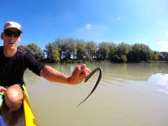 River Snake caught by my canoe guide in the side waters of the Danube, Hungary.