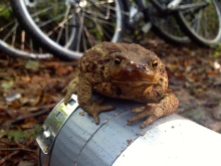 Morning toad on my bottle.
