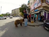 Man walking a bear down the streets of Durres. Sickening.