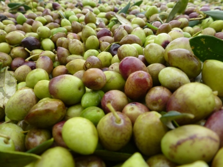 Some of the over 1,000,000 olives we picked - Charokopio, Greece.
