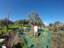 Once the branches are cut off then the olives are scraped or knocked off onto the nets.