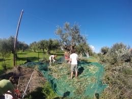 Once the branches are cut off then the olives are scraped or knocked off onto the nets.