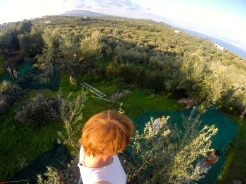 View from the top of an olive tree.
