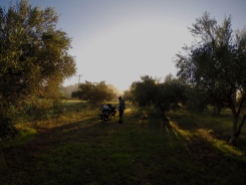 Another morning waking up in yet another olive grove. They really are the best camping spots.