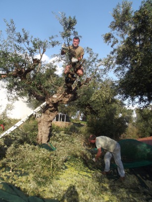Dvd chopping the olive branches and dropping them onto nets.