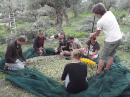 Raking the olives.