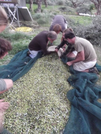 Olives are then put into sacks ready for the press.